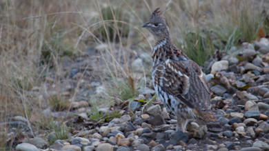 Ruffed grouse standing on a rocky riverbank among dry grasses