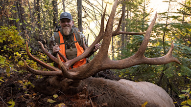 Hunter kneeling in woods holding a bull elk's massive antlers, wearing orange safety vest