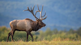 Arizona Man Sentenced to Federal Prison for Illegally Guiding Hunts in Colorado