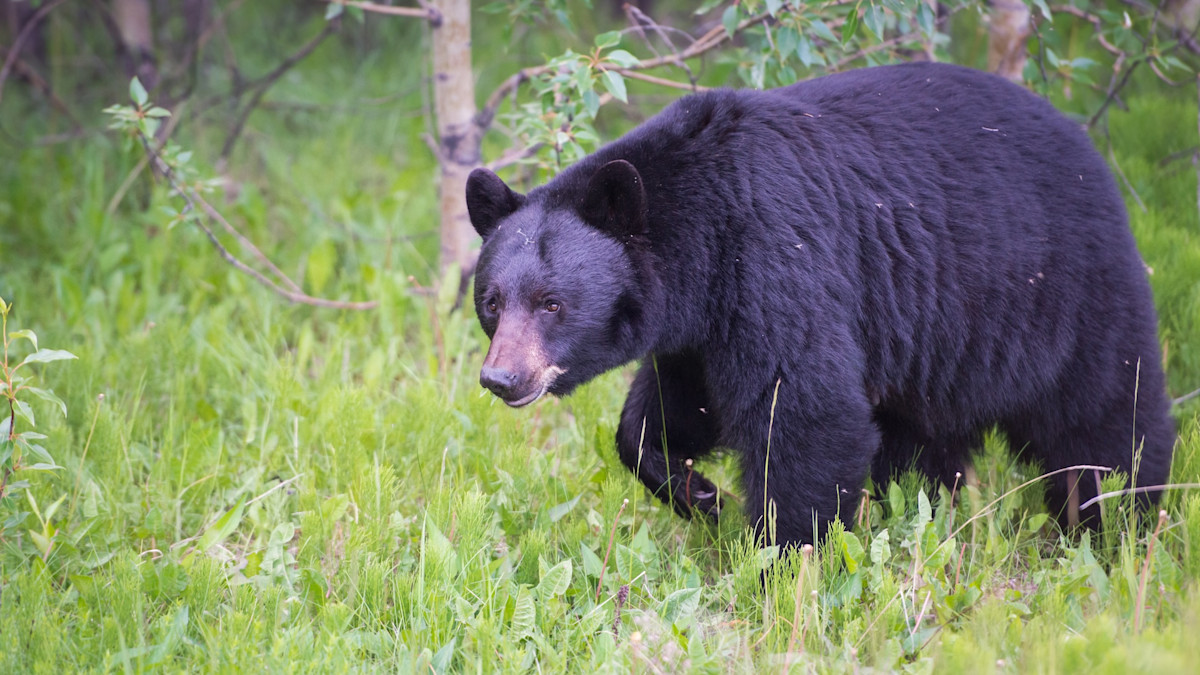 Florida Will Have Its First Black Bear Hunt in a Decade