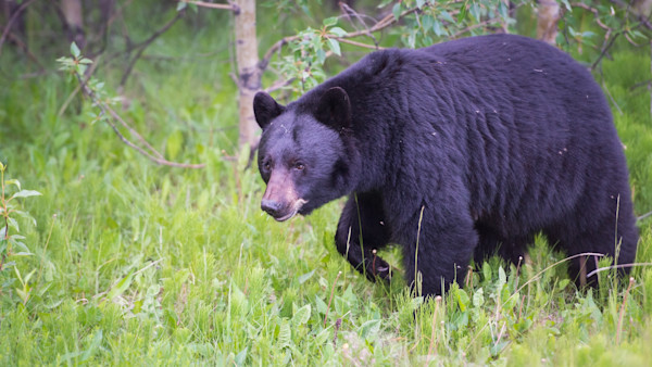Florida Will Have Its First Black Bear Hunt in a Decade