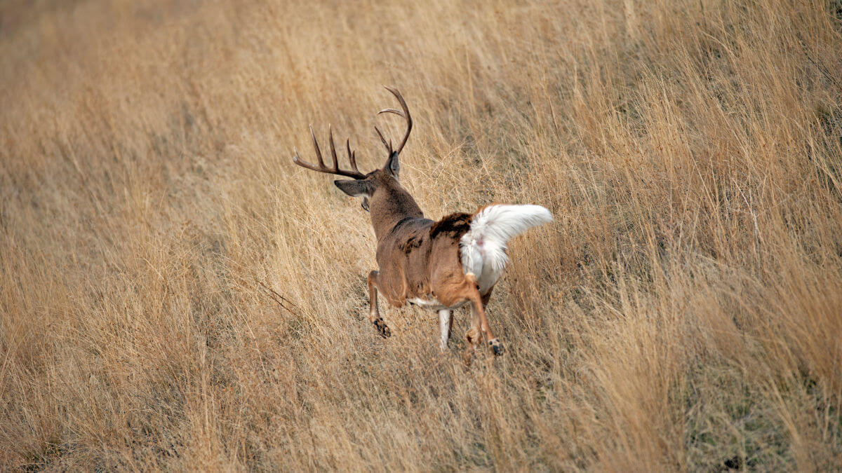whitetail-deer-with-tail-up