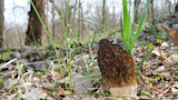 Missouri Morel Hunter Finds Body in Woods