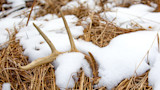 Why I Don't Bother Shed Hunting