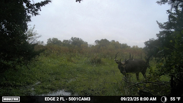 3 In-Season Trail Camera Mistakes That Will Cost You a Buck