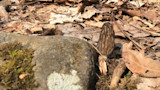 How to Find Black Morel Mushrooms