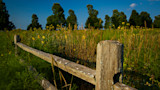 Weathered wooden fence post and rail with yellow wildflower meadow and trees under blue sky
