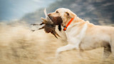 Yellow lab running through grass carrying a pheasant in its mouth, wearing orange collar