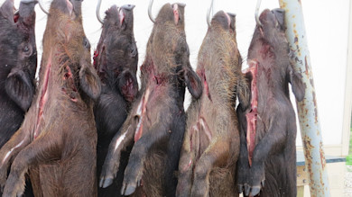 Six wild hogs hung by jaws on metal hooks for field dressing