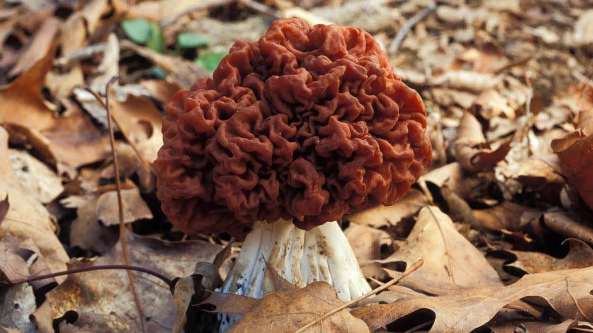 What is a False Morel Mushroom?