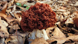 Red-brown false morel mushroom on forest floor among dry oak leaves