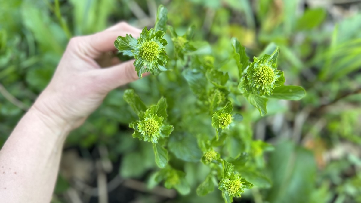 How to Forage for Wintercress