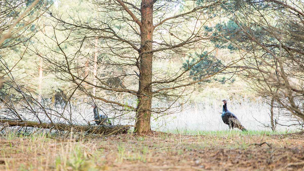 How to Turkey Hunt in Big Woods