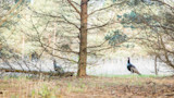 How to Turkey Hunt in Big Woods