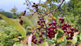 How to Forage for Wild Cherries