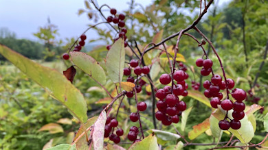 Clusters of glossy red wild cherries hanging from thin branches with green leaves