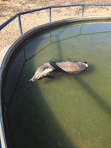 Predator-Prey Interaction: A Photo Essay.