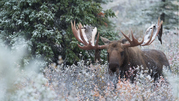 Ask a Warden: What’s the Highest Scoring Animal You’ve Confiscated?