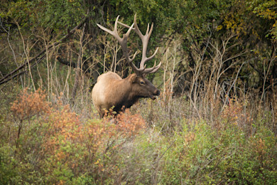 Bull elk with large antlers standing in brushy forest edge