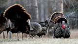 Wild turkey tom strutting with fanned tail among several turkeys in a grassy field