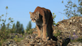 Mountain Lion Hunting Ban Fails in Colorado