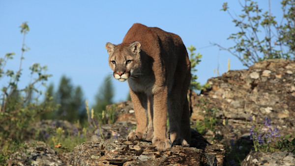 Mountain Lion Hunting Ban Fails in Colorado
