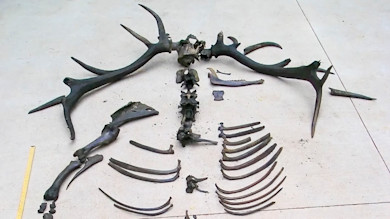 Elk bones, antlers, vertebrae and ribs arranged on concrete