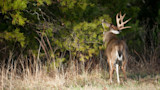 How to Kill a Buck Hunting Scrapes
