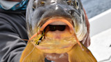 Carp head facing camera with fly lure hooked in lower lip, angler's hands supporting fish