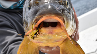 Carp head facing camera with fly lure hooked in lower lip, angler's hands supporting fish