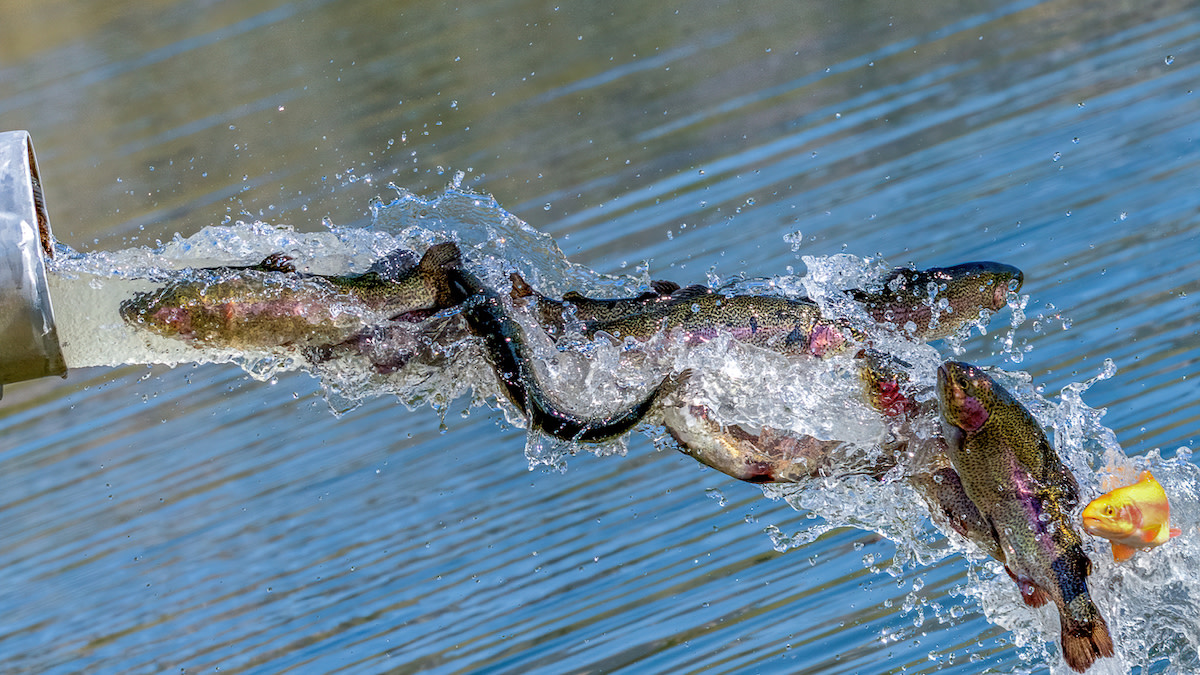 The Good, The Bad, and The Ugly of Fish Hatcheries