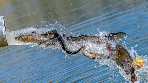 The Good, The Bad, and The Ugly of Fish Hatcheries