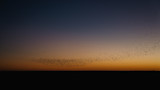 Flock of birds forming a dense murmuration across orange-to-indigo twilight sky above dark horizon