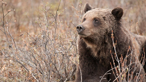 Angler Killed by Grizzly in First Attack of 2021