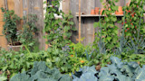How to Assess Your Garden's Microclimate