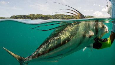 Large fish with long dorsal filaments held at surface by gloved hand, shoreline background