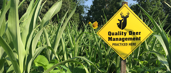 Making Smart Summer Deer Habitat Improvements – A Q&A with Lindsay Thomas Jr. of the QDMA