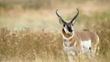 Pronghorn antelope with curved horns standing in dry grassland