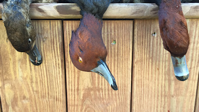 Three harvested ducks hung by their heads over wooden deck boards