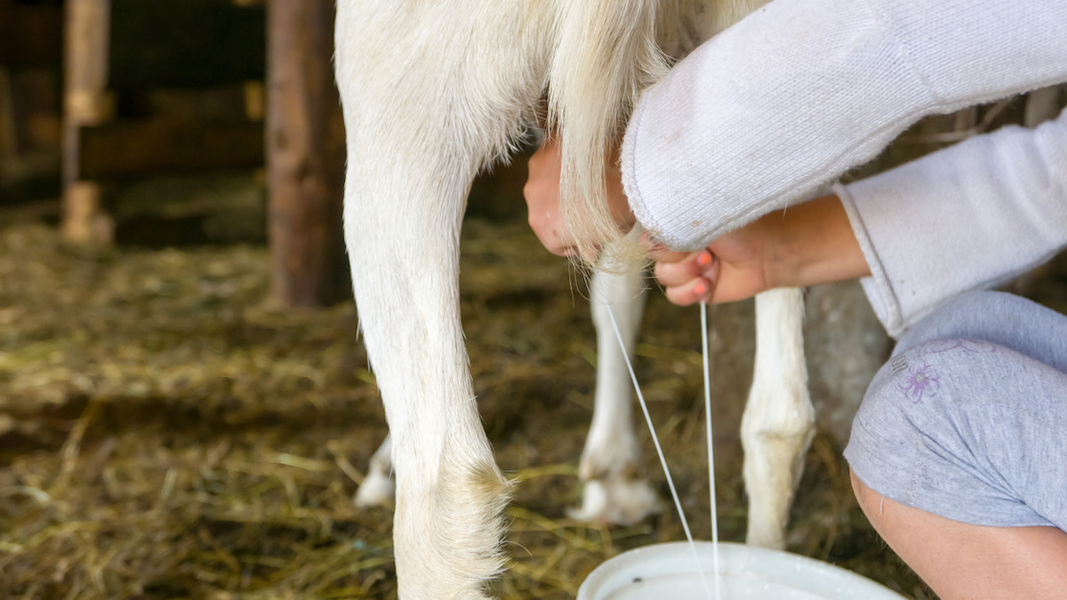 5 Things to Do With Goat Milk