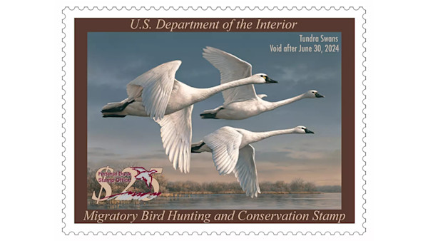 Three tundra swans in flight; U.S. Department of the Interior; Tundra Swans Void after June 30, 2024; Migratory Bird Hunting and Conservation Stamp