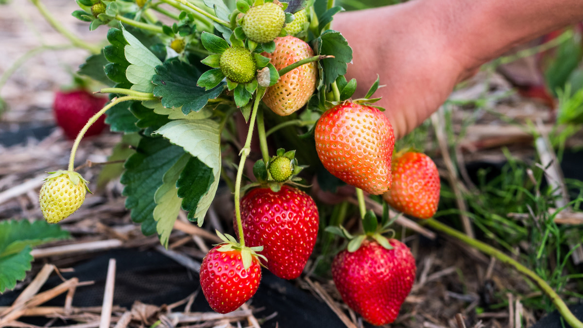 How to Grow Strawberries