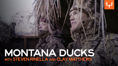 Montana Ducks