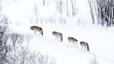 Four wolves walking single-file across a snowy hillside with scattered leafless trees