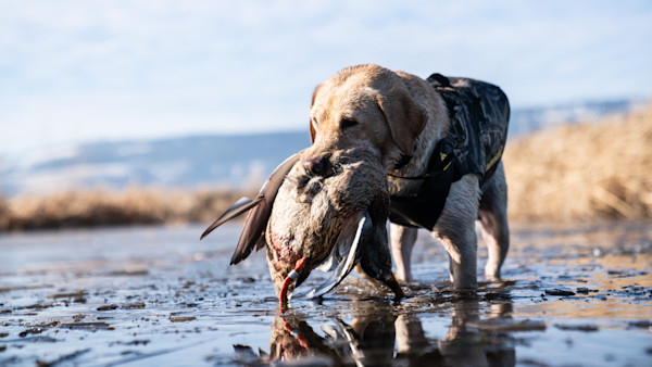Yellow Labrador wearing camo vest retrieves a duck in shallow marsh