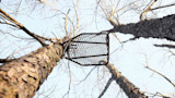 Metal treestand platform mounted on a bare tree, viewed from below