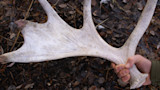 Large bleached moose antler held by hand on leaf-covered ground