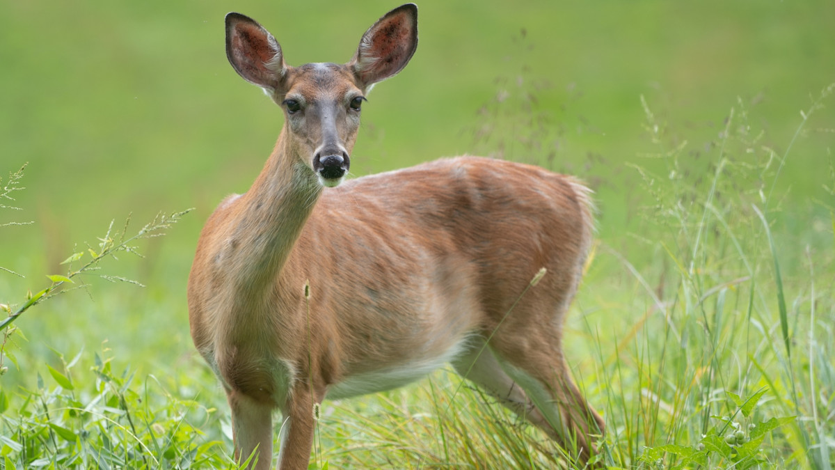 Did CWD Kill Two Unnamed Hunters? Probably Not.