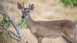 Why Do Female Deer Sometimes Grow Antlers?