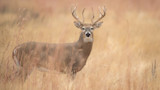 Mature white-tailed buck with large antlers in tall dry grass facing camera